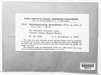 Gymnosporangium clavariiforme image